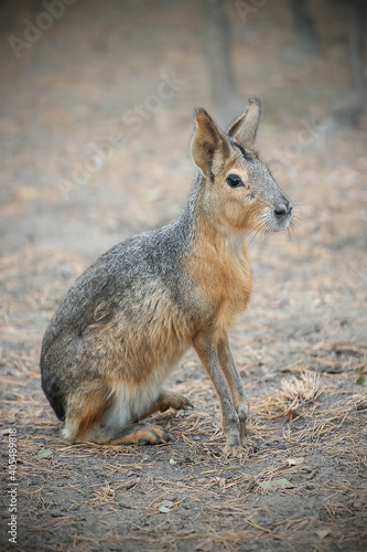 Patagonian mara (Dolichotis patagonum) is a relatively large rodent in the mara genus (Dolichotis). It is also known as the Patagonian cavy