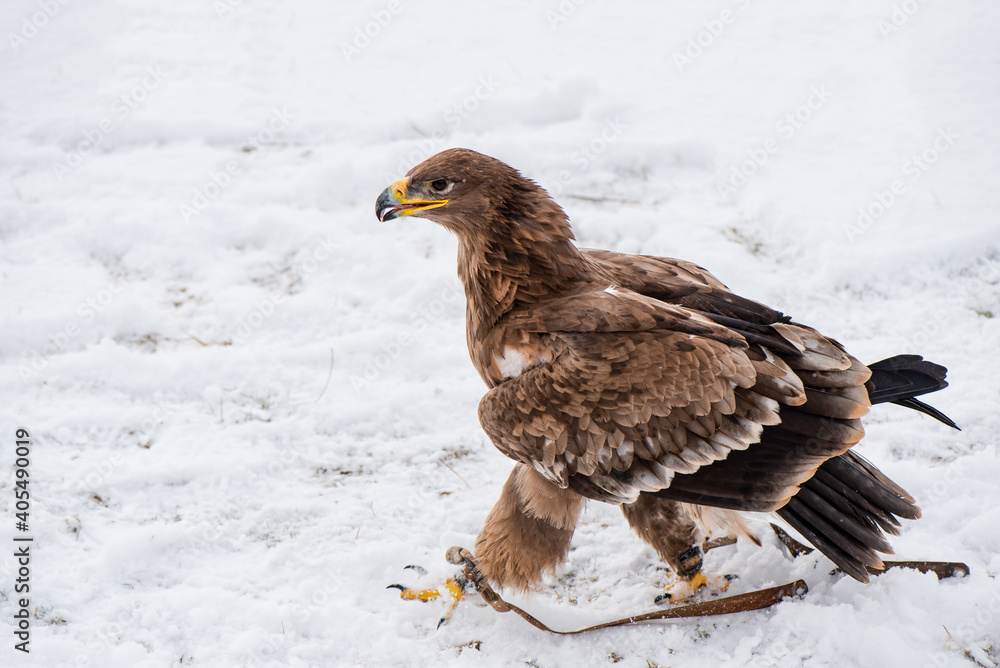 walking Steppe eagle (Aquila nipalensis) during falconry training. walking Steppe eagle (Aquila nipalensis) during falconry training.