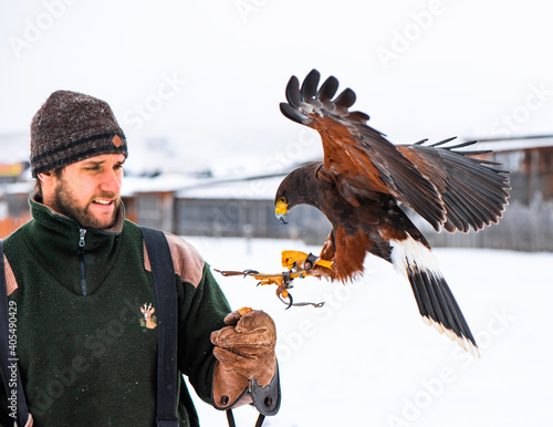 the most intelligent bird of prey, Harris hawk (Parabuteo), during falconry training.