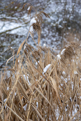 Gräßer mit Schnee bedeckt im Winter photo