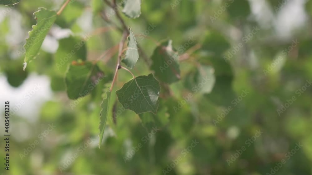 Green leaves of a tree waving in wind. Beautiful roundish bokeh. Sun shining through. Abstract slow motion Green leaves of a tree waving in wind. Beautiful roundish bokeh. Sun shining through. Abstract slow motion