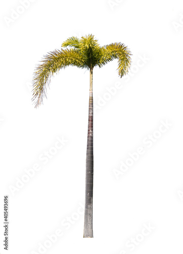 The betel tree for landscaping has a white backdrop. © paitoon
