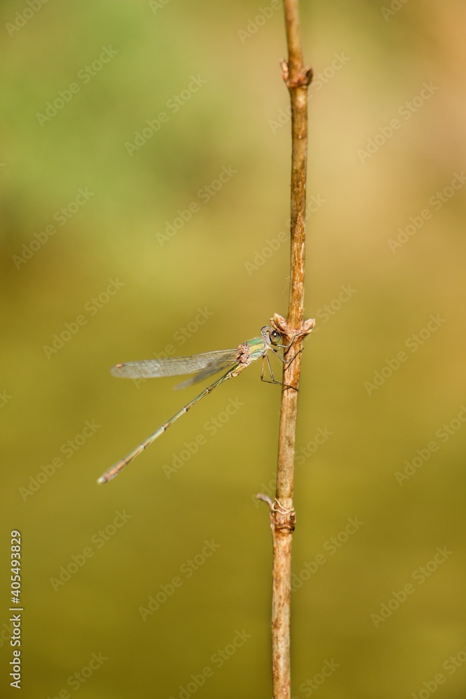 Dragonfly in the nature. Dragonfly in the nature habitat. Beautiful photo of dragonfly on blade, stem near to pond on sunny day Dragonfly in the nature. Dragonfly in the nature habitat. Beautiful photo of dragonfly on blade, stem near to pond on sunny day