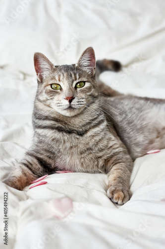 Funny, cute, striped gray domestic cat playing with pink hearts on white blanket on bed. Veterinary and Internatinal cat day concept. Valentines Day cat. Selective focus.