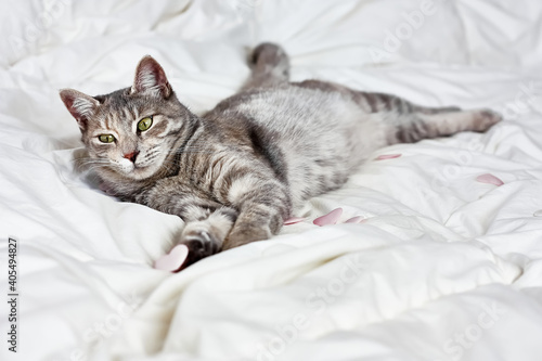 Funny, cute, striped gray domestic cat playing with pink hearts on white blanket on bed. Veterinary and Internatinal cat day concept. Valentines Day cat. Selective focus. © Caterina Trimarchi