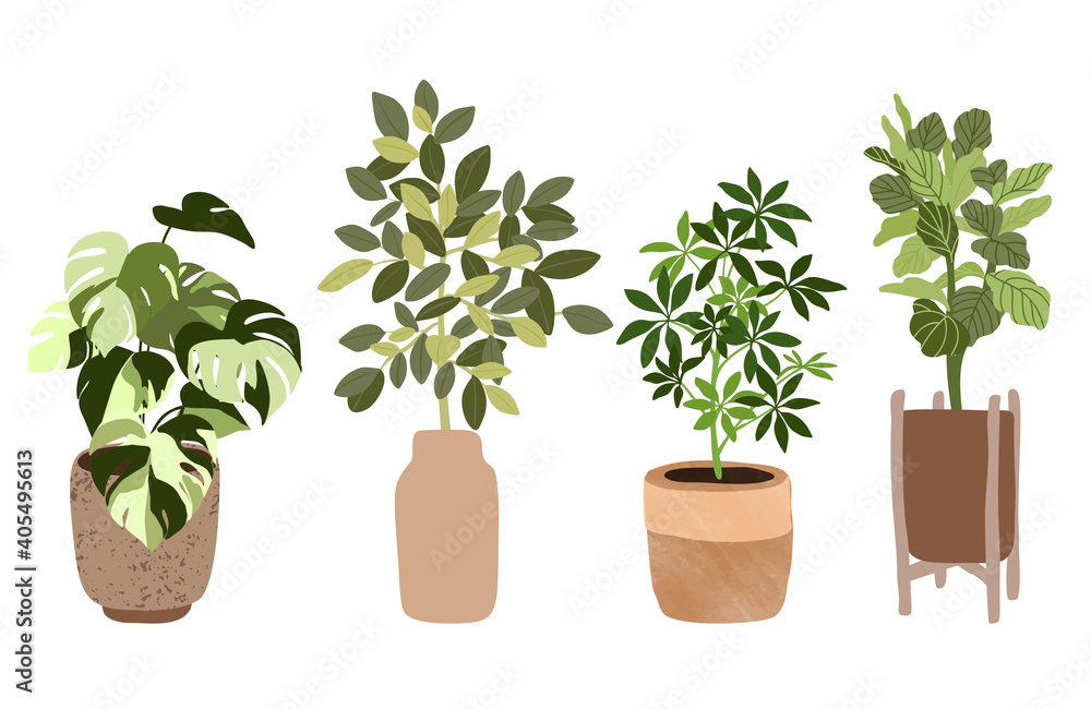 Set of four tropical houseplants in pots