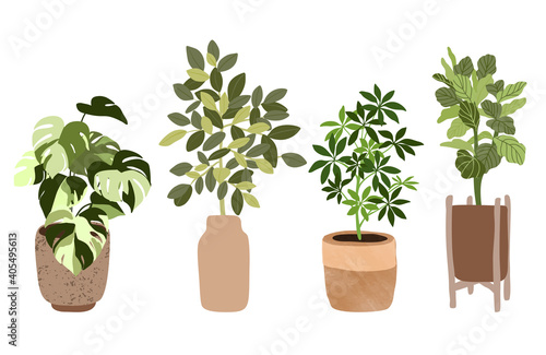 Set of four tropical houseplants in pots