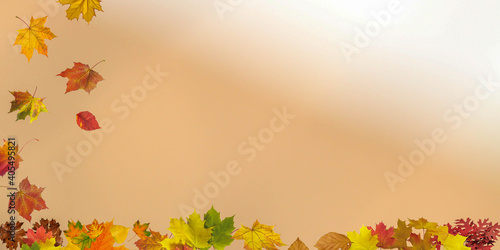Falling autumn maple leaves natural background .Colorful foliage backgound image
