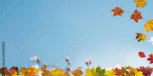 Falling autumn maple leaves natural background .Colorful foliage backgound image