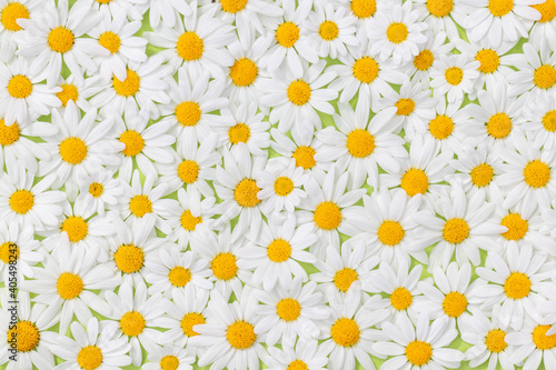 Carpet of flowers of beautiful white daisies (Daisy, Marguerite) for backgrounds.