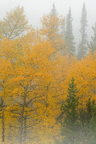 Foggy landscape of autumn aspens in full color, Peak to Peak Highway, Roosevelt National Forest, Rocky Mountains, Colorado, USA