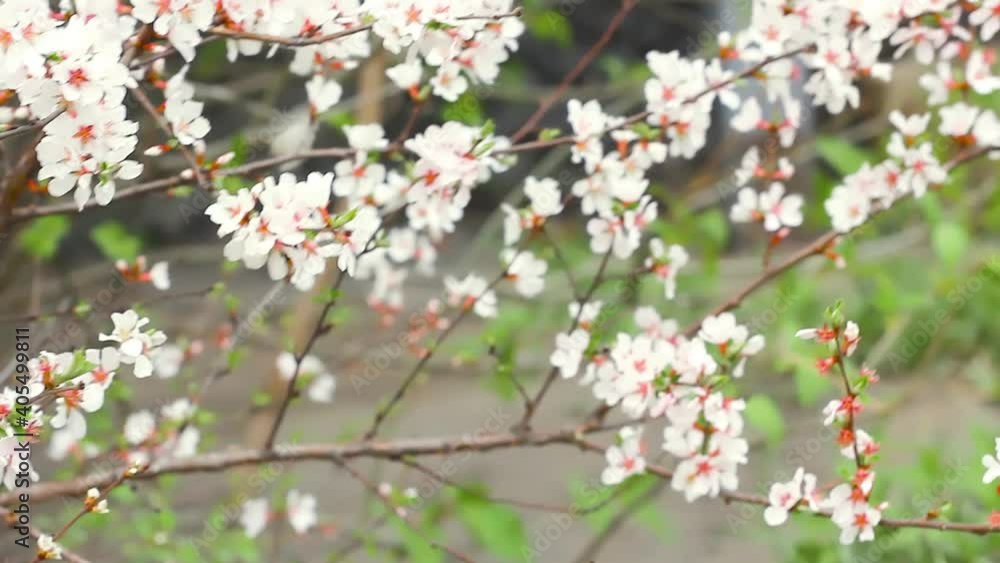 Bumblebee flies among branches of blooming tender cherry and collects pollen from sakura flowers in spring Bumblebee flies among branches of blooming tender cherry and collects pollen from sakura flowers in spring