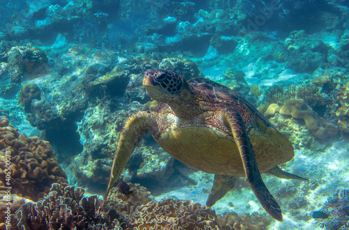 Sea turtle in blue water. Cute sea turtle in blue water of tropical sea. Green turtle underwater photo. Wild marine animal in natural environment. Endangered species of coral reef.