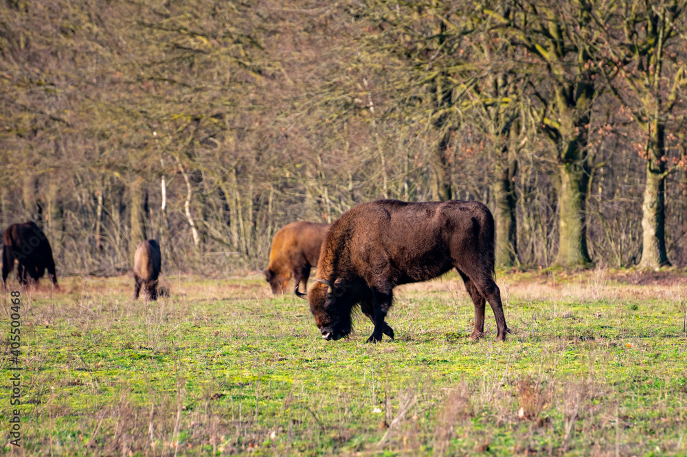 European bison/Wisent grazing in the Maashorst near Uden/Zeeland. European bison/Wisent grazing in the Maashorst near Uden/Zeeland.