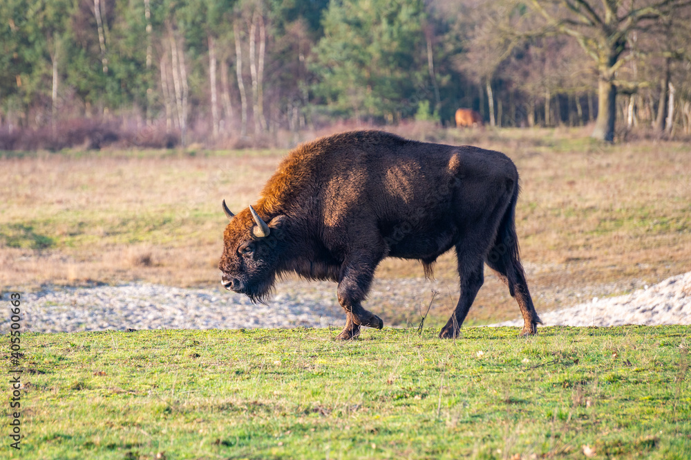 European bison/Wisent grazing in the Maashorst near Uden/Zeeland.