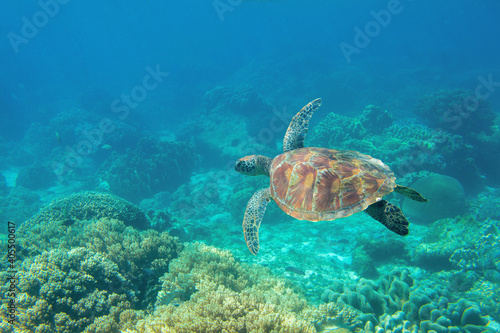 Sea turtle in blue water, underwater coral reef photo. Cute sea turtle in blue water of tropical sea. Green turtle underwater photo. Wild marine animal in natural environment. © Elya.Q