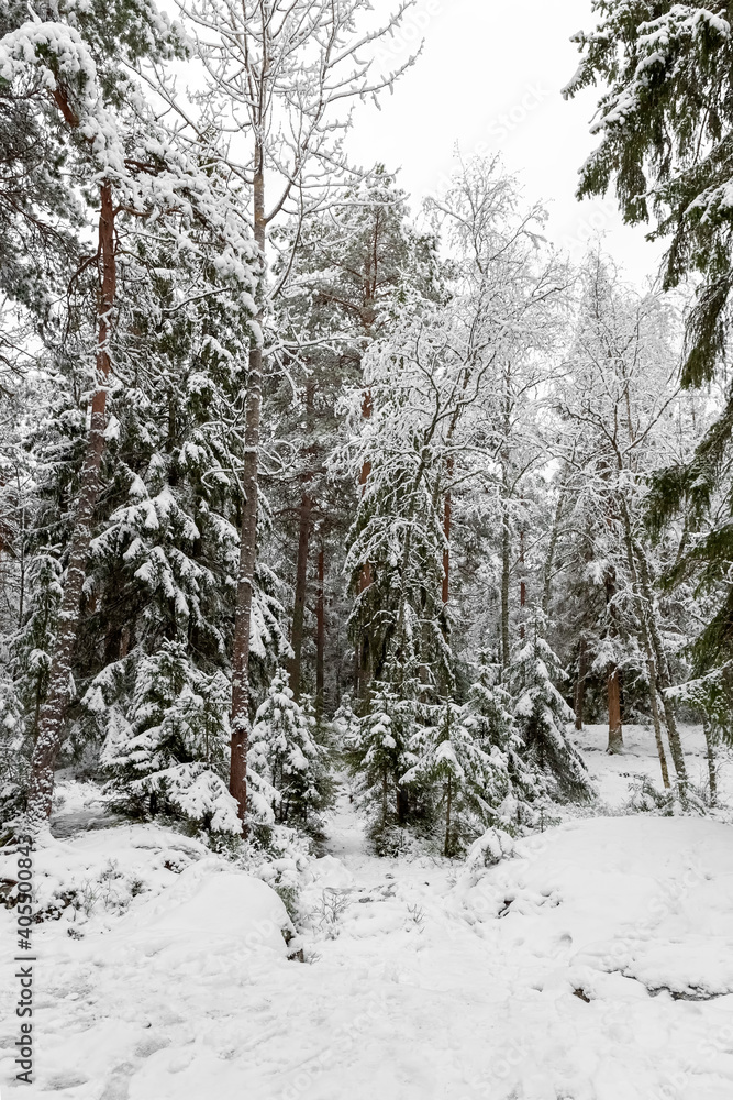 Forest in winter. Forest in the snow. Snowy winter. Forest in winter. Forest in the snow. Snowy winter.