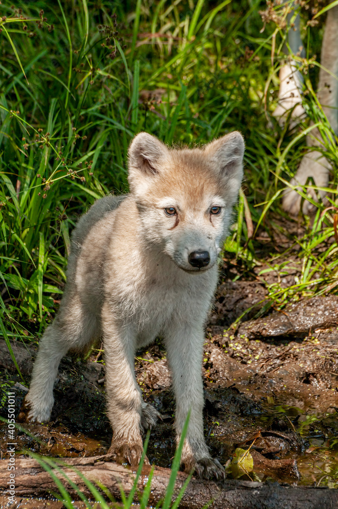 Fototapeta premium Arctic Wolf Pup