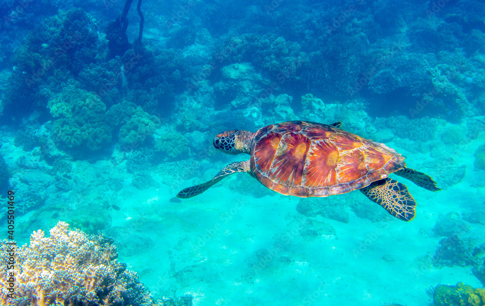 Fototapeta premium Sea turtle in blue water. Green turtle underwater photo. Wild marine animal in natural environment. Endangered species of coral reef. Tropical seashore wildlife. Snorkeling with sea turtle.