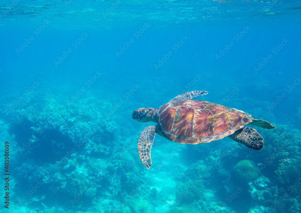Obraz premium Sea turtle in blue water. Green turtle underwater photo. Wild marine animal in natural environment. Endangered species of coral reef. Tropical seashore wildlife. Snorkeling with sea turtle.