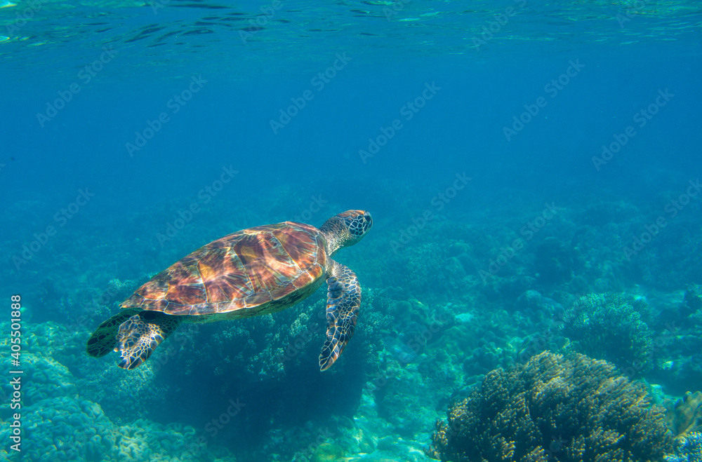 Cute sea turtle in blue water of tropical sea. Green turtle underwater photo. Wild marine animal in natural environment. Endangered species of coral reef. Tropical seashore wildlife. Cute sea turtle in blue water of tropical sea. Green turtle underwater photo. Wild marine animal in natural environment. Endangered species of coral reef. Tropical seashore wildlife.