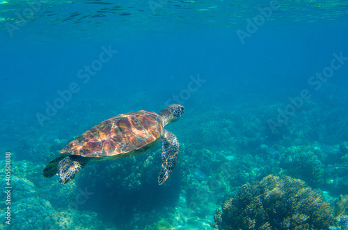 Cute sea turtle in blue water of tropical sea. Green turtle underwater photo. Wild marine animal in natural environment. Endangered species of coral reef. Tropical seashore wildlife.