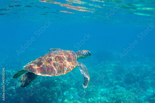 Sea turtle in blue water. Friendly marine turtle underwater photo. Oceanic animal in wild nature. Summer vacation activity. Snorkeling or diving banner template. Tropical seashore with sea tortoise. © Elya.Q