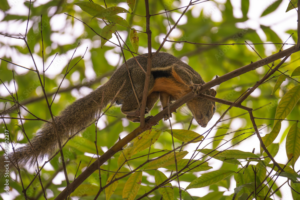agile squirrel climbing a tree