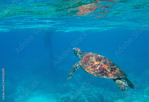 Sea turtle in blue water, underwater wild nature photo. Green turtle underwater photo. Wild marine animal in natural environment. Endangered species of coral reef. Tropical seashore wildlife. © Elya.Q