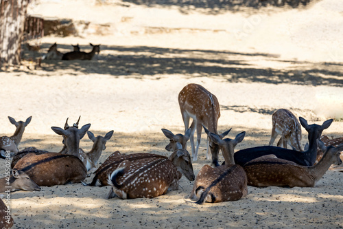 Group of shika deer hide from the summer sun on the sand in the shade of trees. photo