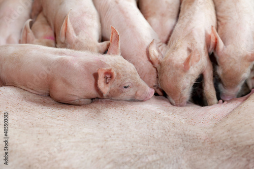 A newborn piglet is sucking milk from a mother pig. © apidachjsw