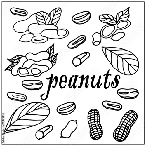 peanuts, peanuts, peanut leaves, peanuts in the skin, healthy and tasty peanut butter, pattern, doodle, set, vector, illustrator, print on fabric, print cards, print on a phone case, on packaging, pos