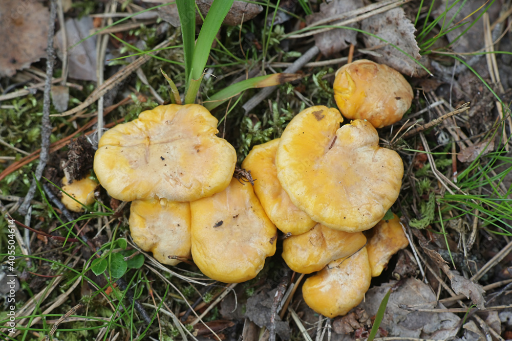 Cantharellus cibarius, known as chanterelle or golden chanterelle, wild edible mushroom from Finland Cantharellus cibarius, known as chanterelle or golden chanterelle, wild edible mushroom from Finland