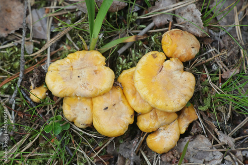 Cantharellus cibarius, known as chanterelle or golden chanterelle, wild edible mushroom from Finland