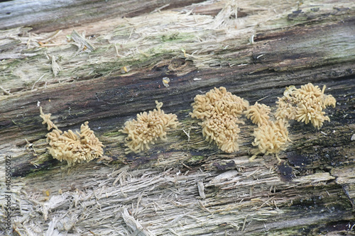 Arcyria obvelata (prev. Arcyria nutans), a species of slime mold in the family Trichiidae photographed in Finland, no common english name photo