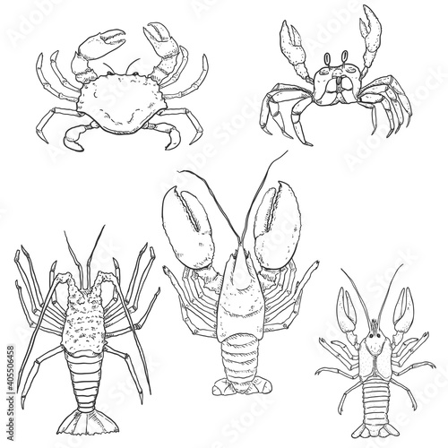 Vector Set of Sketch Sea Animals. Omar, Lobster and Crab.