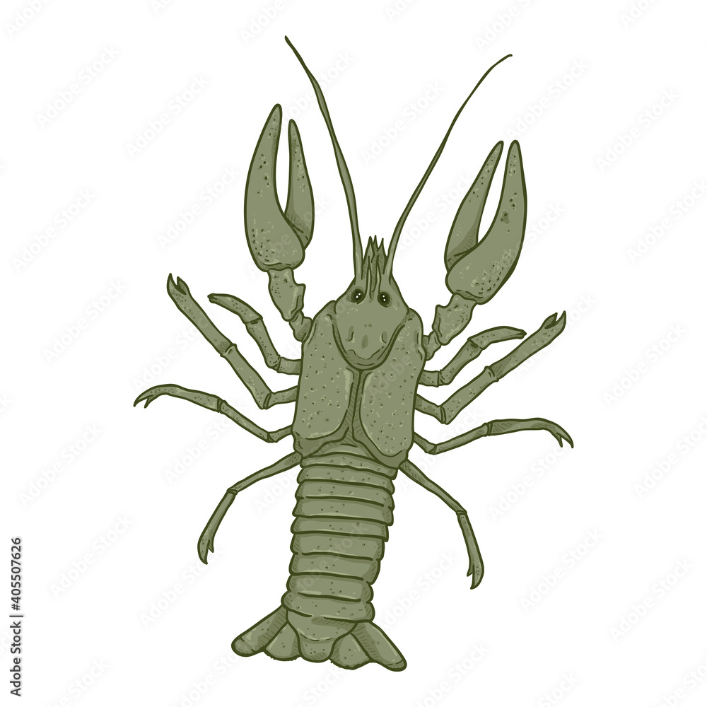 Fototapeta premium Crawfish Vector Cartoon Illustration