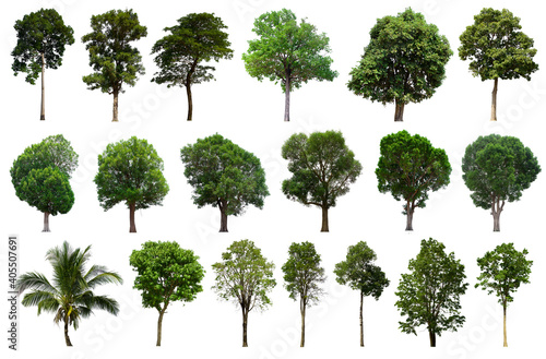 isolated tree green set is located on a white background. Collection of isolated tree green on white background Tropical tree