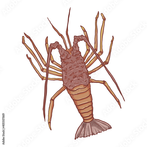 Spiny Lobster Vector Cartoon Illustration