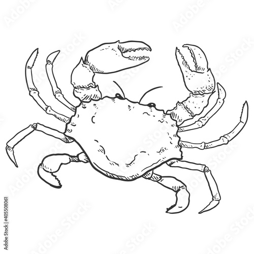 Crab Vector Sketch Illustration