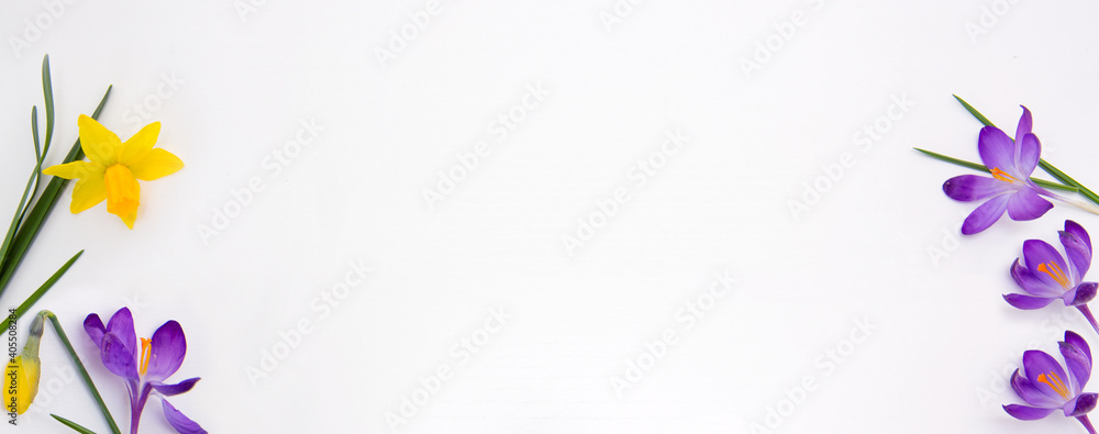 Purple crocuses and daffodil isolated on white wood Background. Purple crocuses and daffodil isolated on white wood Background.