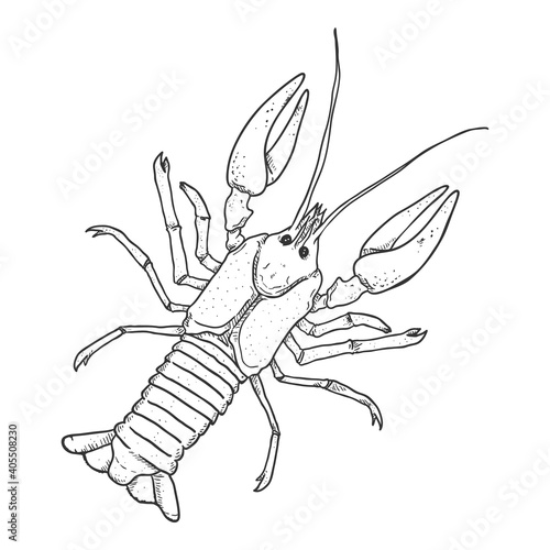 Crawfish - Vector Sketch