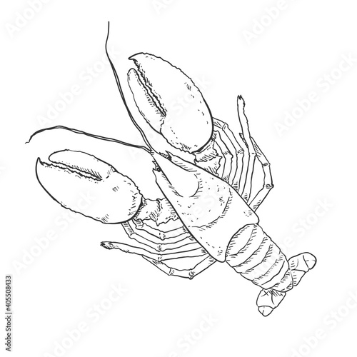 Omar Vector Sketch Illustration