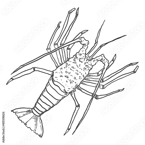 Spiny Lobster Vector Sketch Illustration