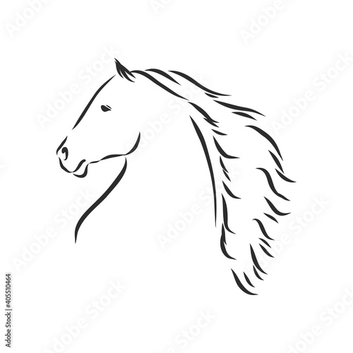 Fototapeta Naklejka Na Ścianę i Meble -  Vector silhouette of a horse. beautiful horse vector sketch illustration