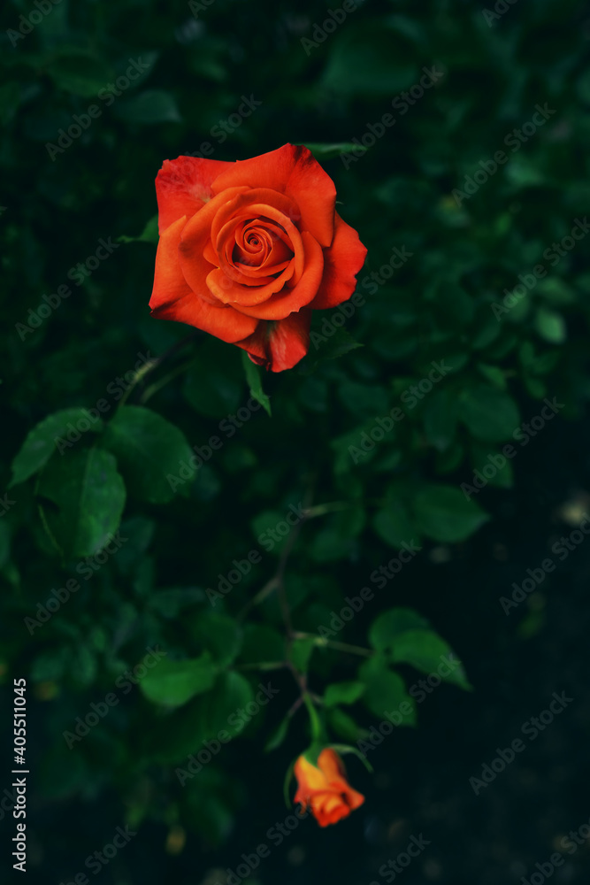 Beautiful rose blooming in the garden Beautiful rose blooming in the garden
