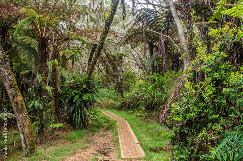 Forêt de Bélouve Reunion