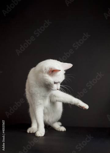 White cat with yellow eyes on a black background