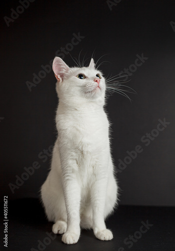 White cat with yellow eyes on a black background