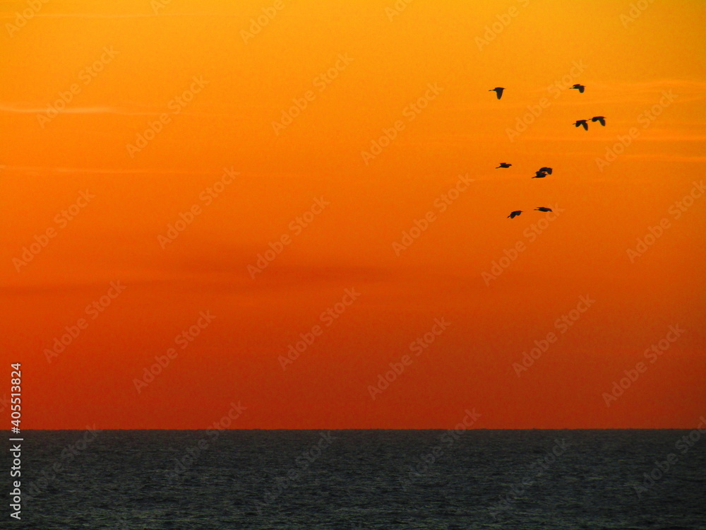 pajaros volando durante el atardecer color naranja